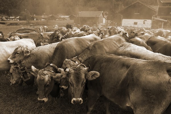 Allgaeu cows with jewellery bells gather for the cattle seperation, Hinterstein, Bad Hindelang,