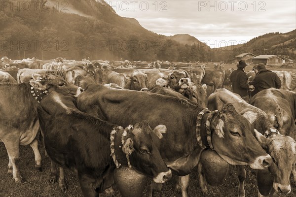 Allgaeu cows are collected in the valley for cattle seperation, Hinterstein, Bad Hindelang,