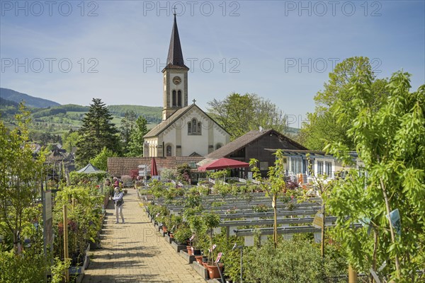Graefin von Zeppelin perennial nursery, Sulzburg, Baden-Wuerttemberg, Germany, Europe