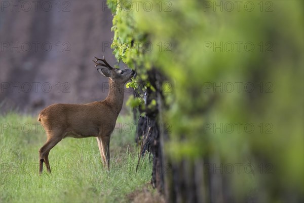 Strong abnormal roebuck in a vineyard, Wittlich, Rhineland-Palatinate, Germany, Europe