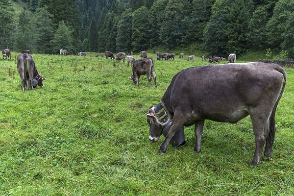 Cows with jewellery bells in a meadow in front of the cattle drive, cattle seperation, gabled