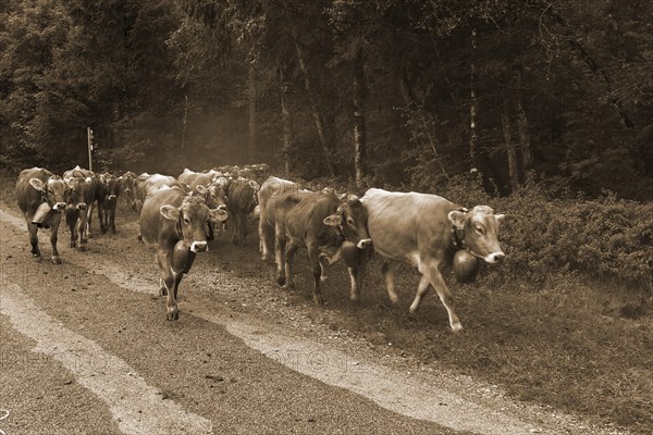 Allgaeu cows come down from the mountain pasture to the cattle seperation with jewellery bells,