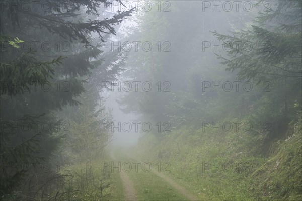 Forest path, dense fog, forest on Blauen mountain, Badenweiler, Black Forest, Baden-Wuerttemberg,