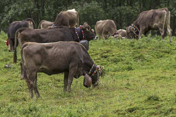 Cows on the pasture wearing jewellery bells for the cattle drive, cattle seperation, gabled house,