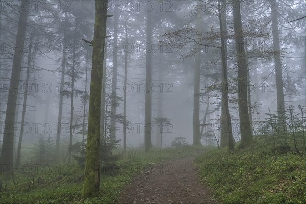 Forest path, dense fog, forest on Blauen mountain, Badenweiler, Black Forest, Baden-Wuerttemberg,