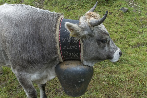 Cow wearing a decorative bell for the cattle drive, cattle seperation, gabled house, Bad Hindelang,