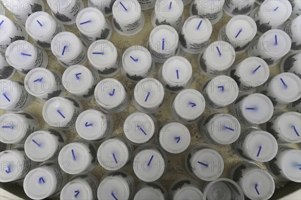 Interior view of Berlin Cathedral, Berlin, Germany, Europe, view of a large number of white candles