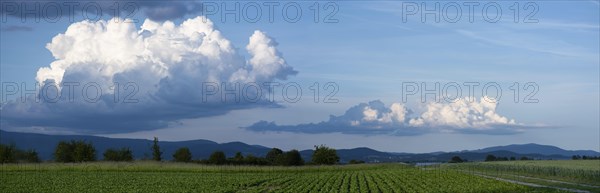 Picturesque spring clouds over agricultural land with sugar beet (Beta vulgaris) and wheat, in the
