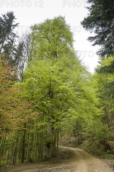 Forest path, mixed forest on Blauen mountain, Badenweiler, Black Forest, Baden-Wuerttemberg,