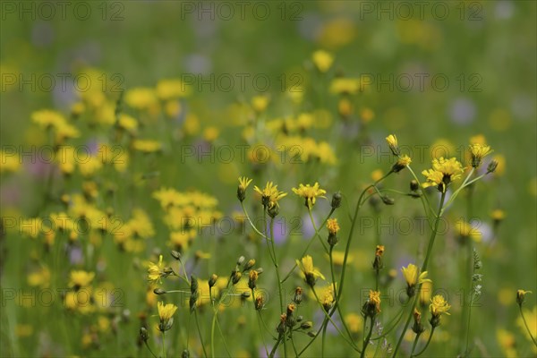 Flower meadow at the edge of the forest with meadow buckbeard and scabiosa, spring, May,