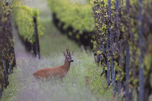 Strong abnormal roebuck in a vineyard, Wittlich, Rhineland-Palatinate, Germany, Europe