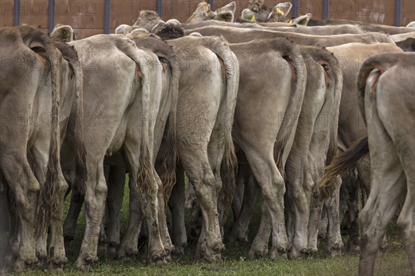 Tethered cows waiting for their owner after the cattle drive, Bad Hindelang, Allgaeu, Bavaria,