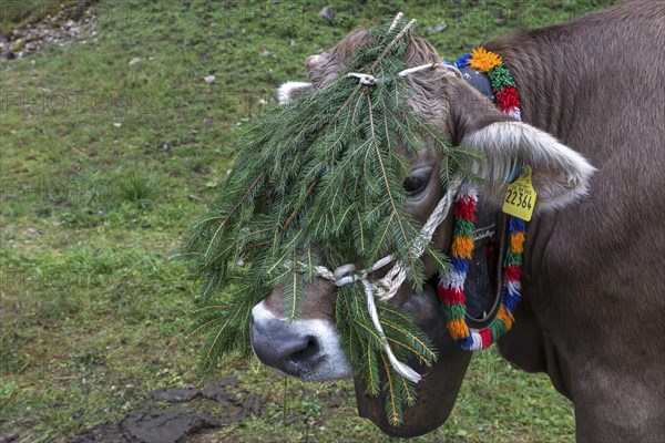 Cow with decorative bells and fir branch for the cattle drive, cattle seperation, gabled house, Bad