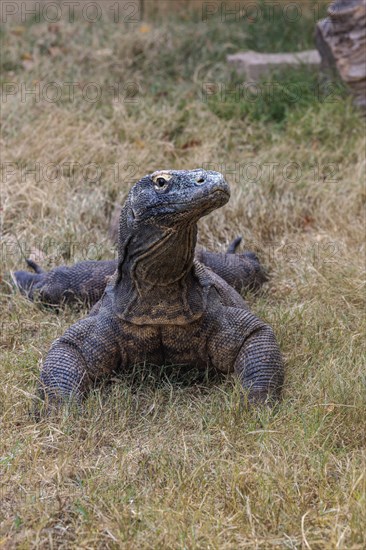 CaptiveKomodo dragon lizard at the Chattanooga Zoo in Chattanooga, Tennessee, United States of