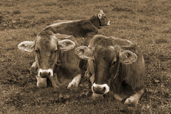 Allgaeu cows in a meadow, gabled house, Bad Hindelang, Allgaeu, Bavaria, Germany, Europe
