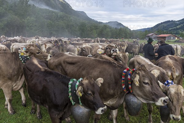 Allgaeu cows are collected in the valley for cattle seperation, Hinterstein, Bad Hindelang,