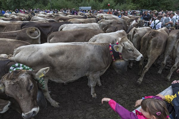 Back from the mountain pasture, the cattle gather to be returned to their owners, tourists look on,