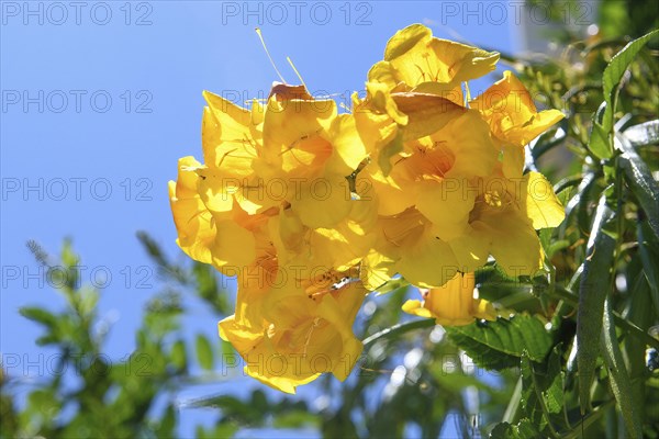 Close-up of flowers of yellow trumpet flower (Tecoma stans), Crete, Greece, Europe