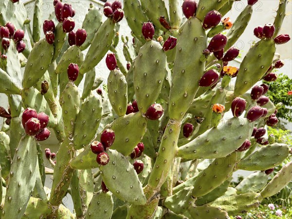 Cactus pear (Opuntia ficus-indica) Opuntia bears many shoots of red fruit, Crete, Greece, Europe