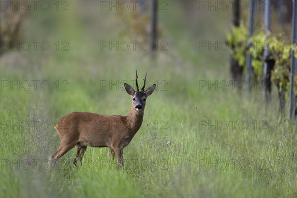 Strong abnormal roebuck in a vineyard, Wittlich, Rhineland-Palatinate, Germany, Europe
