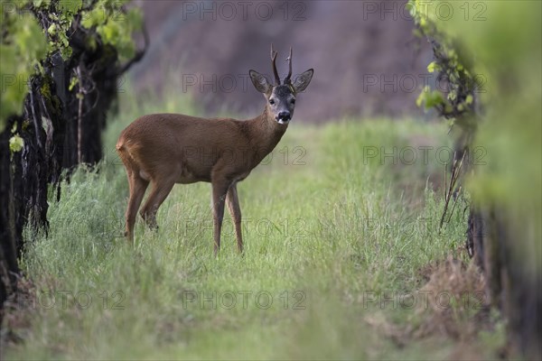 Strong abnormal roebuck in a vineyard, Wittlich, Rhineland-Palatinate, Germany, Europe