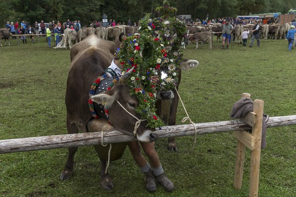 Cattle seperation, decorated cow being held by a shepherd boy, Bad Hindelang, Allgaeu, Bavaria,