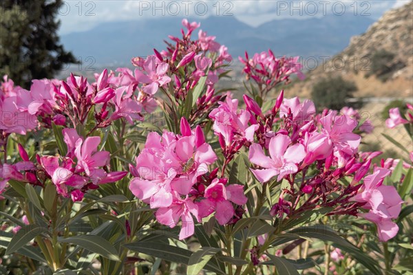 Close-up of flowers of pink oleander (Nerium oleander), Crete, Greece, Europe