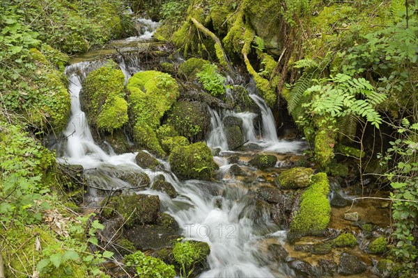 Mountain stream in the forest at Berg Blauen, Badenweiler, Black Forest, Baden-Wuerttemberg,