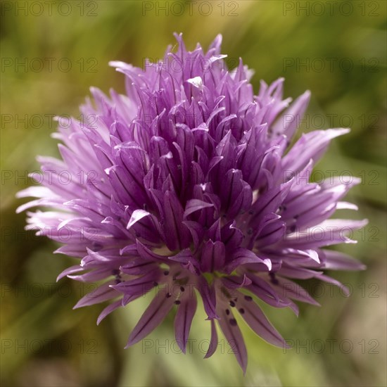 Chive blossom (Allium schoenoprasum) Witten, Ruhr area, North Rhine-Westphalia, Germany, Europe