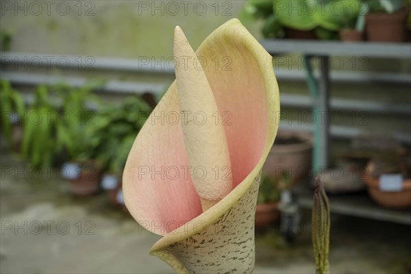 Flower Amorphophallus bulbifer, Viktoriahaus, Botanical Garden of the University, Spalengraben,