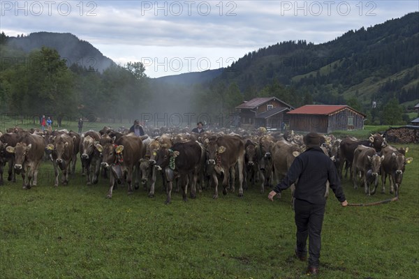 Allgaeu cows are collected in the valley for cattle seperation, Hinterstein, Bad Hindelang,