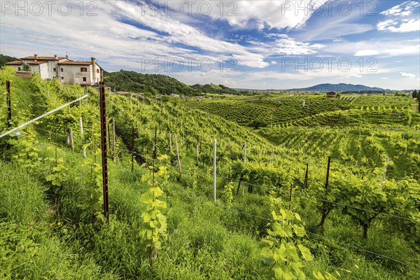 World Heritage Site, landscape, wine tour, wine press, wine-growing area, grape variety, region,