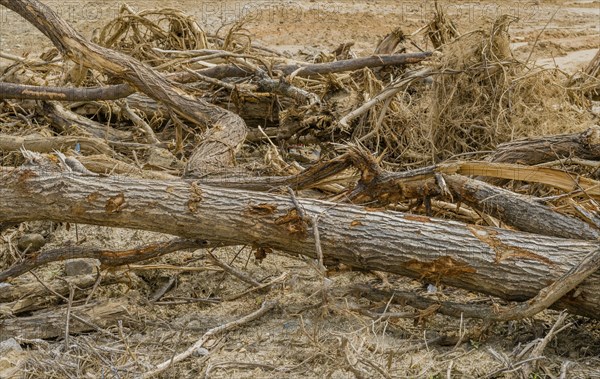 Closeup of a collection of broken tree branches at construction site in Daejeon, South Korea, Asia