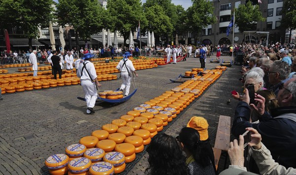 Cheese bearers carry a heavy load of cheese at the Friday market. Alkmaar, Netherlands
