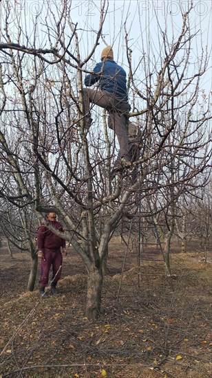 Two men climbing and working in a bare, winter orchard, harvesting fruit, Jammu and Kashmir, India,