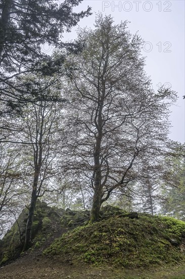 Beech tree on the Rossfelsen, fog, forest on the Blauen mountain, Badenweiler, Black Forest,
