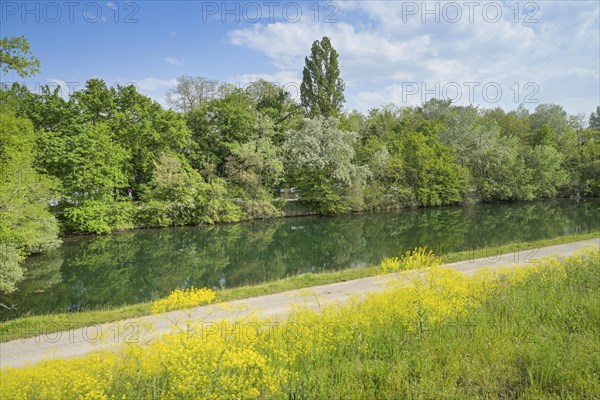 oxbow lake of the Rhine near Burkheim am Kaiserstuhl, Baden-Wuerttemberg, Germany, Europe