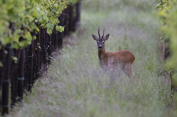 Strong abnormal roebuck in a vineyard, Wittlich, Rhineland-Palatinate, Germany, Europe