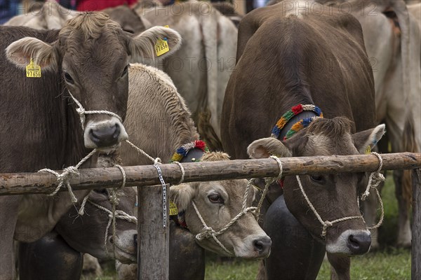 Tethered cows waiting for their owner after the cattle drive, Bad Hindelang, Allgaeu, Bavaria,