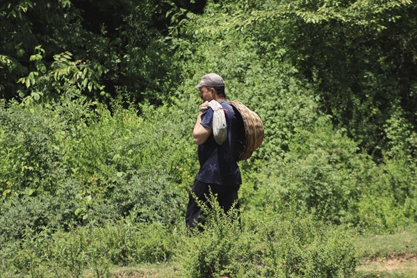 Man carrying a large basket on his back, walking through a green forest in summer, Jammu and