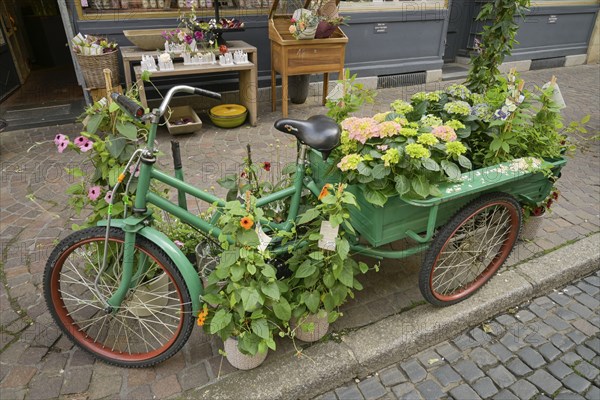 Tricycle, Flowers, Nature, Plants, Gerberau, Old Town, Freiburg im Breisgau, Baden-Wuerttemberg,
