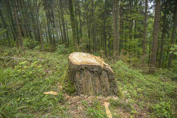 Felled tree, stump, forest on Blauen mountain, Badenweiler, Black Forest, Baden-Wuerttemberg,