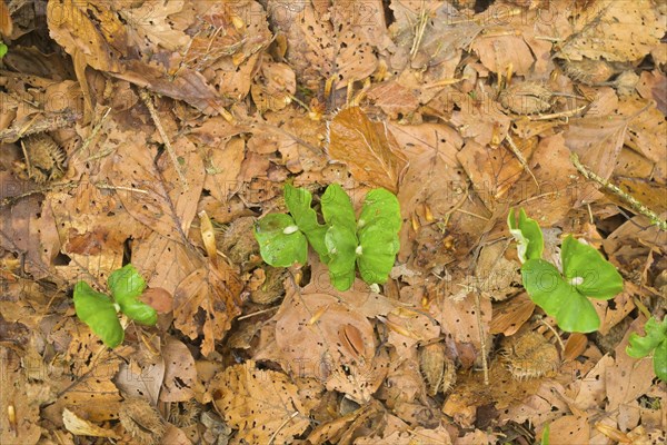 Beech seedling, elephant ear, Black Forest, Baden-Wuerttemberg, Germany, Europe