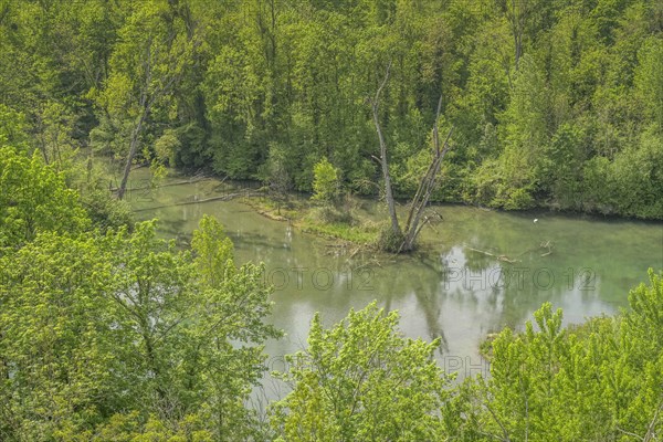 Rhine floodplain, oxbow lake, tributary of the Rhine in the Rappennestgiessen nature reserve,