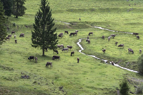 Cows on the pasture in front of the cattle drive, cattle seperation, gabled house, Bad Hindelang,