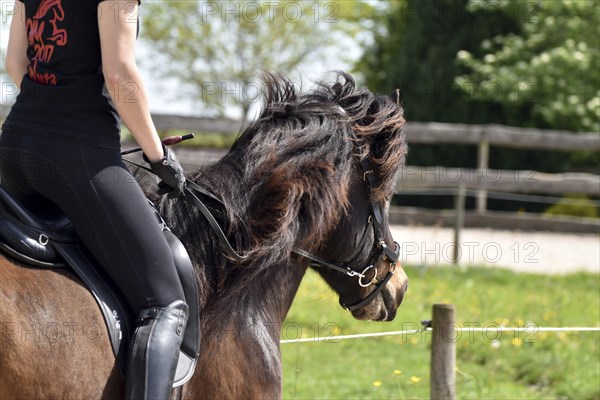 Close-up of a ridden Icelandic horse with equipment and typical long hair