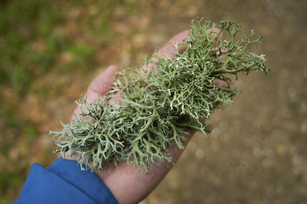 Tree lichen, forest on Blauen mountain, Badenweiler, Black Forest, Baden-Wuerttemberg, Germany,