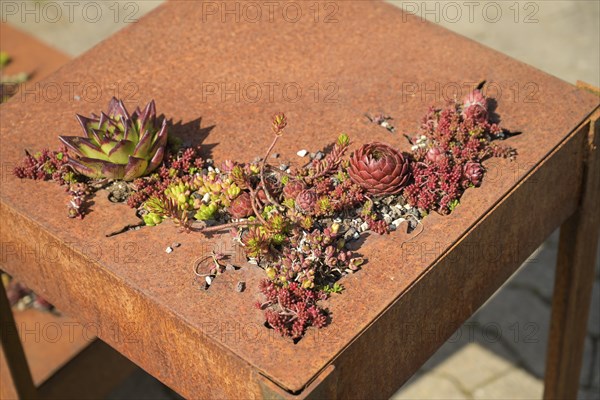 Succulent plant on a rusty plate, Graefin von Zeppelin perennial nursery, Sulzburg,
