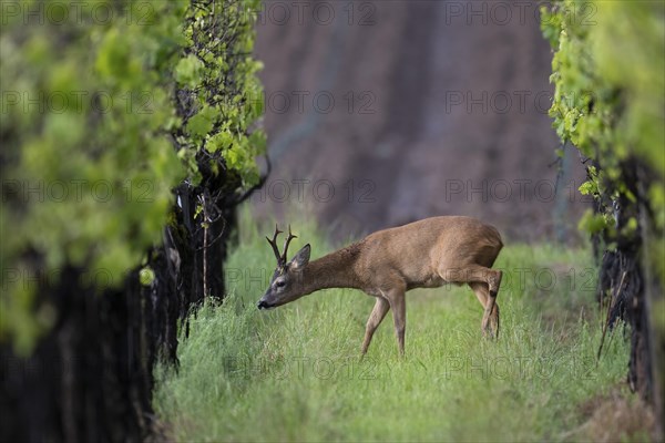 Strong abnormal roebuck in a vineyard, Wittlich, Rhineland-Palatinate, Germany, Europe