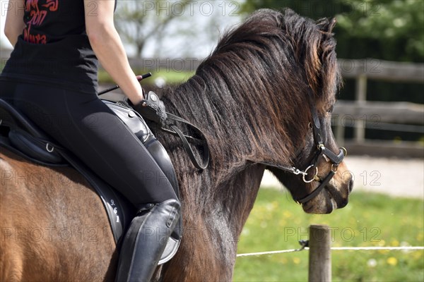 Close-up of a ridden Icelandic horse with equipment and typical long hair